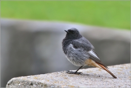 <p>REHEK DOMÁCÍ (Phoenicurus ochruros) /Black redstart - Hausrotschwanz/</p>
